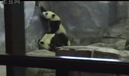 Pandas: Cute And Smart!